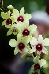 Orchids 35