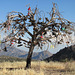 Shoe Tree