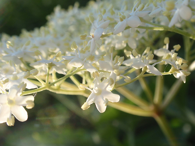 Elder Flower