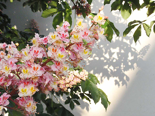 Chestnut Flowers