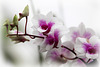 Orchids 37