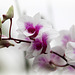Orchids 37
