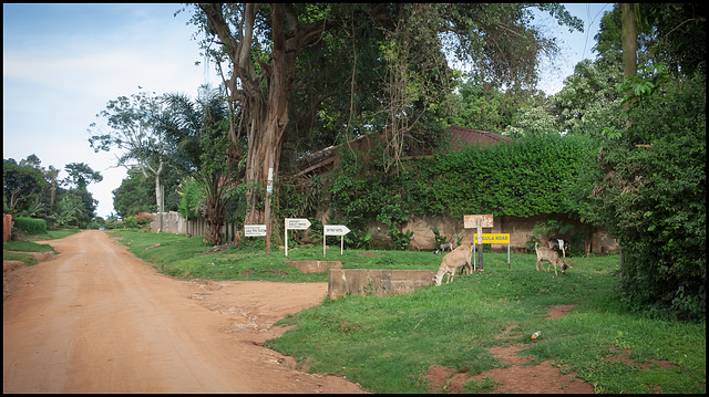 Urban grazing I