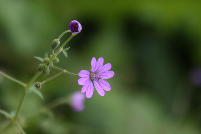 Violet & Green