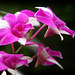 Orchids 38