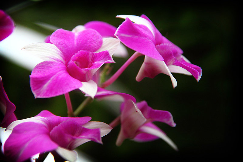 Orchids 38