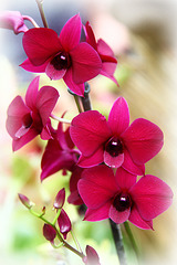 Orchids 36