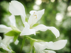 Bokeh In White & Green