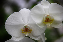 Orchids 39