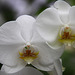 Orchids 39