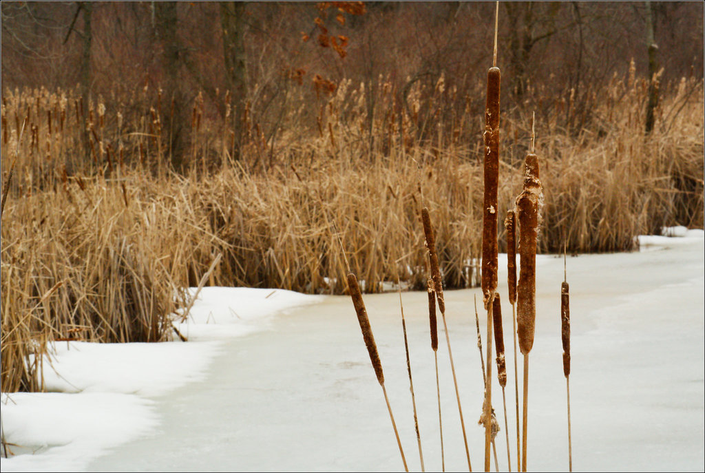 Cattails
