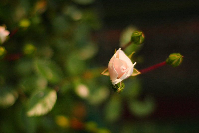 Rose Bud