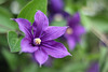 Clematis_1