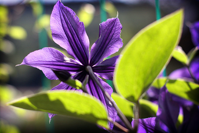 Clematis_2