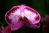 Orchid 13
