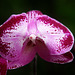 Orchid 13