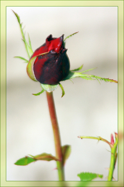 Rose Bud 1