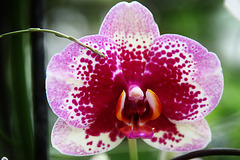 Orchid 14