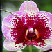 Orchid 14