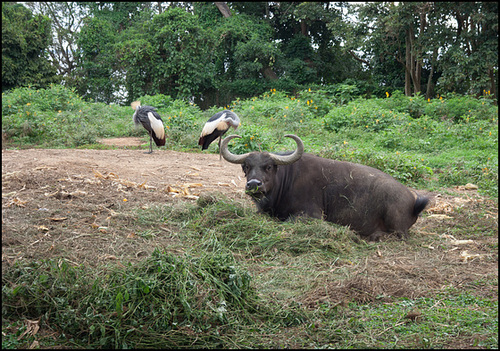 Habitat