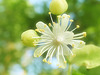 White Flower