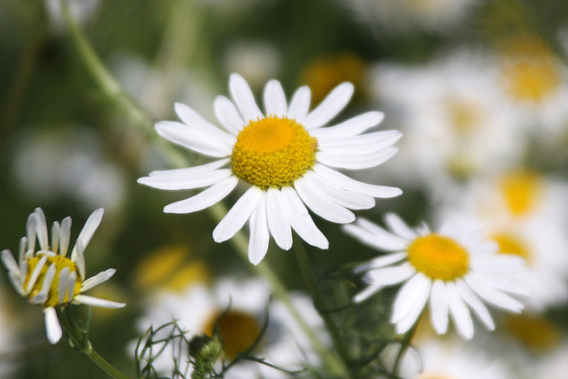 Corn Chamomile_2