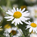 Corn Chamomile_2