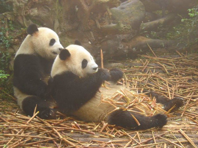 Pandas. Le grand banquet !