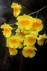 Orchids 40