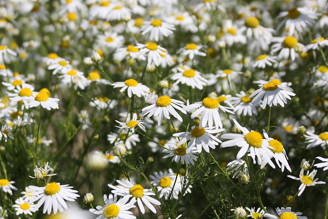 Corn Chamomile_3