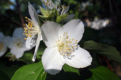 White Flowers