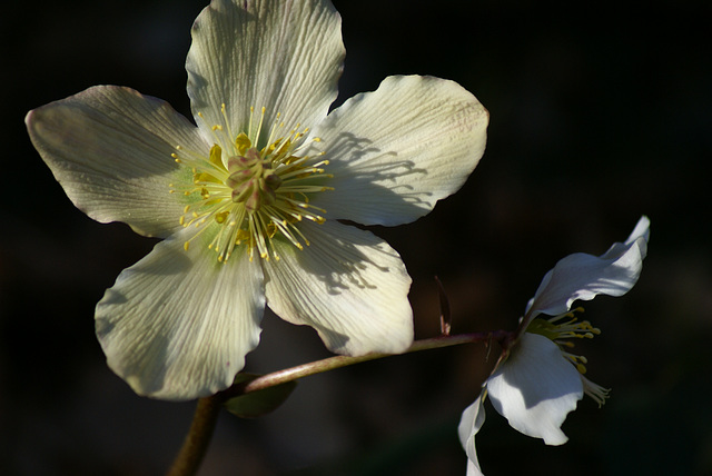 Wilde Schneerose. ©UdoSm