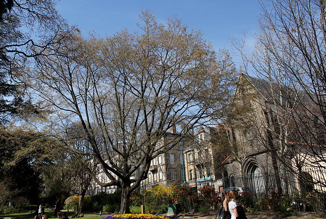 Carpinus (2)