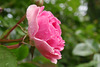 Pink Rose