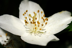 White Flower_1