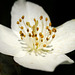 White Flower_1