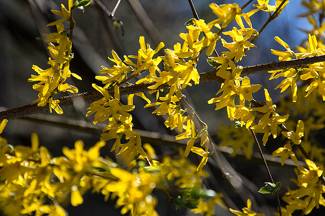 20140320 1086VRAw [D-E] Forsythie (Forsythia) [Goldglöckchen], Schloss Borbeck, Essen