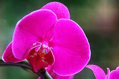 Orchid 15