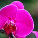 Orchid 15