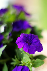 Purple Flowers 2