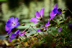 Purple Flowers 1
