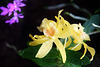 Orchids 41