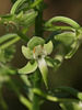 Platanthera orbiculata (Round-leaf orchid or Pad-leaf orchid)