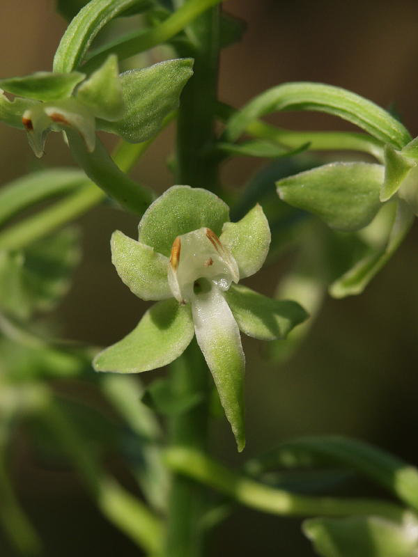 Platanthera orbiculata (Round-leaf orchid or Pad-leaf orchid)