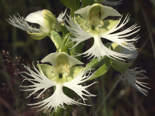 Platanthera praeclara (Western Prairie Fringed orchid)