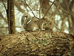 scourge of bird feeders everywhere!