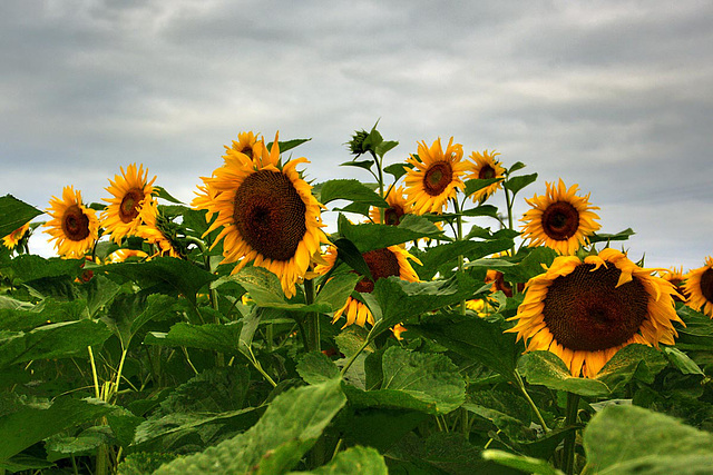 Suns Under Clouds