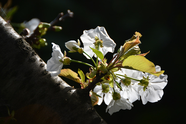 fleur de cerisier