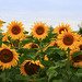 Sunflowers_1