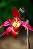 Orchids 42